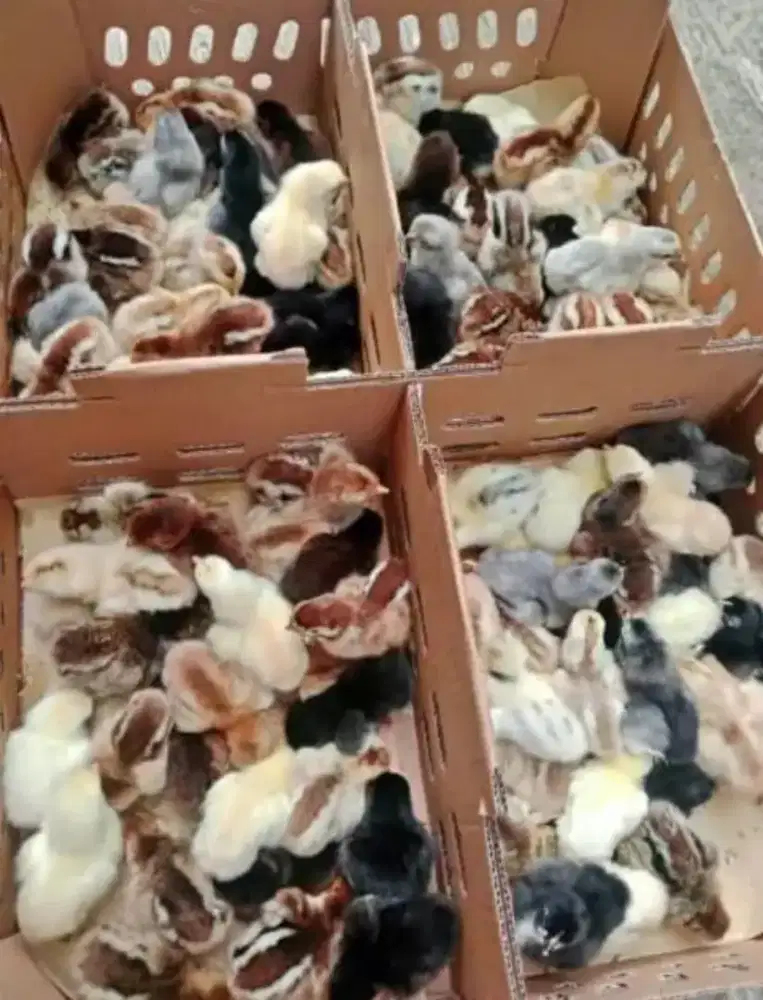 Bibit ayam dan bebek (doc & dod)