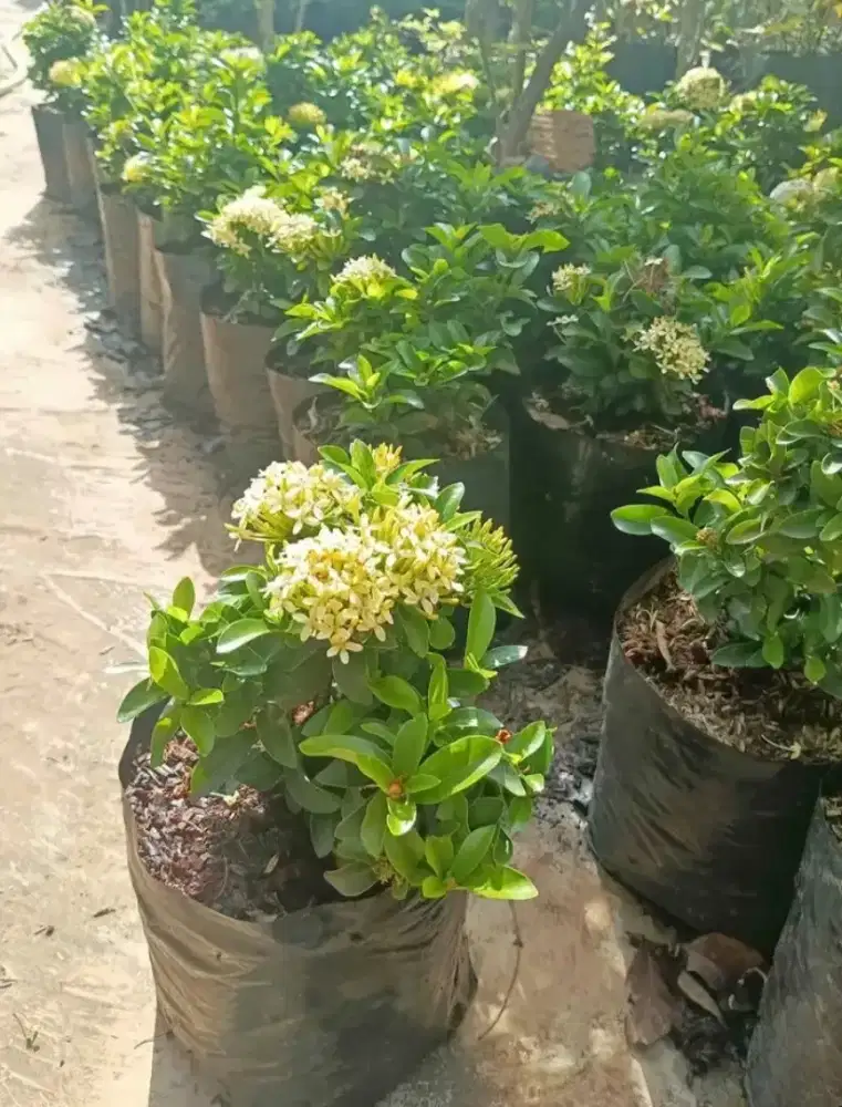 TANANAM HIAS SOKA JAMBON (MADU)