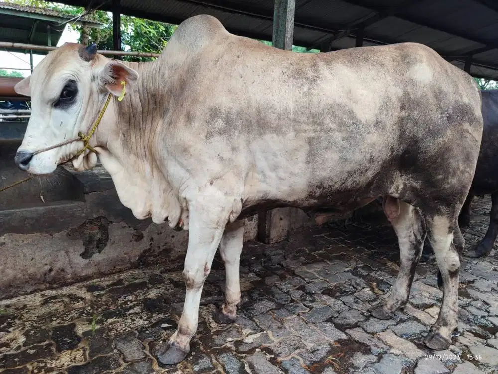 sapi potong 500kiloan layak potongan hajatan sedekahan jamin manteb ok