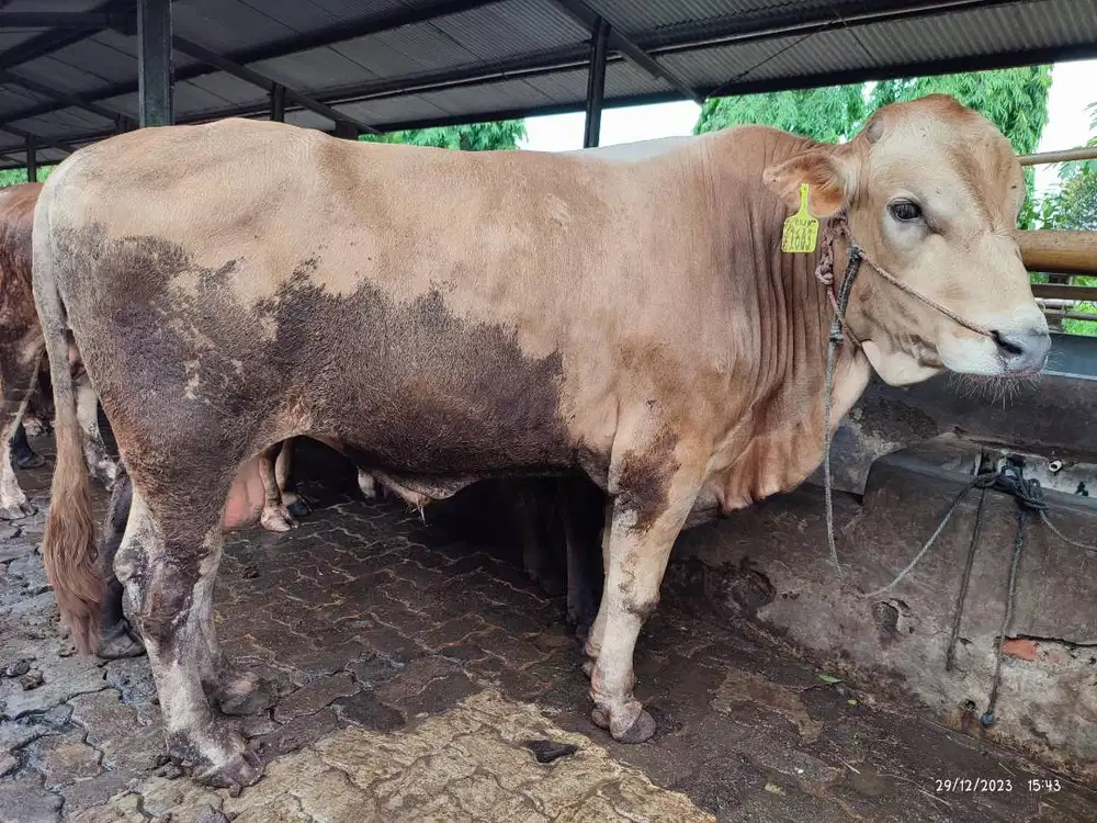 sapi potong 500kiloan layak potongan hajatan sedekahan jamin manteb ok