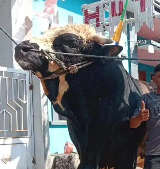 tabungan 15jt/bln 7x sapi qurban 1 ton limosin siap kurban 2026 manteb