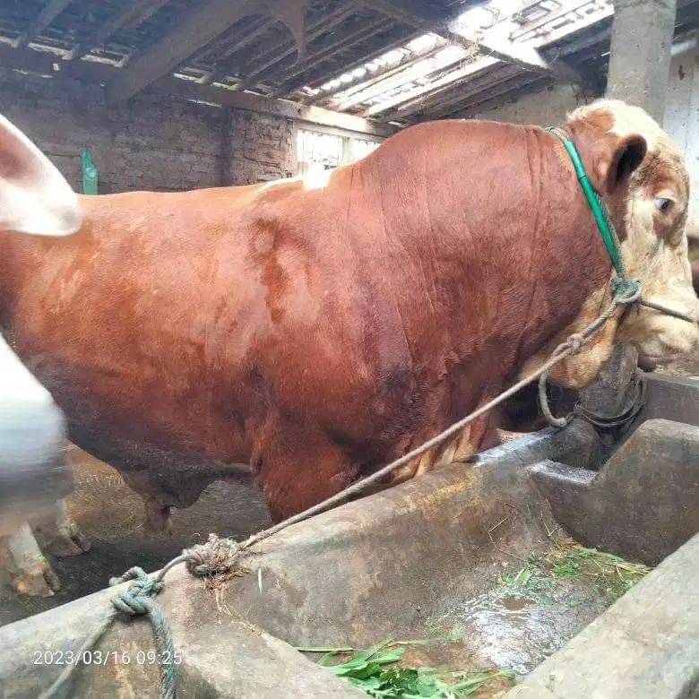 cicilan 15jt/bln 7x sapi limosin 1 ton siap hewan kurban terbaik 2026