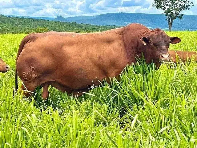 cicilan 15jt/bln 7x sapi qurban limosin 1 ton siap hewan kurban 2026