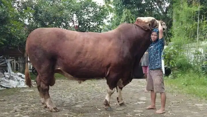 cicilan 15jt/bln 7x sapi qurban limosin 1 ton siap hewan kurban 2026