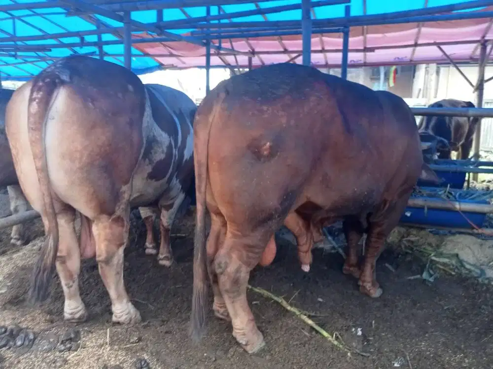sapi jantan 500kiloan siap potong hajatan nazar sedekahan jamin manteb