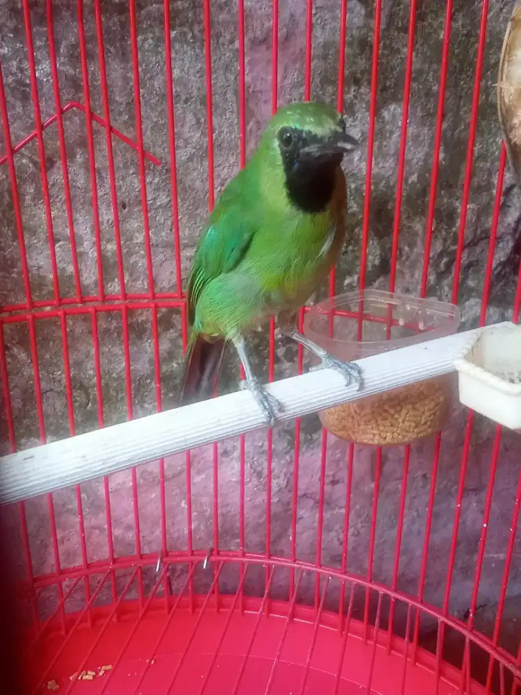 Jual burung rawatan gacor mulus
