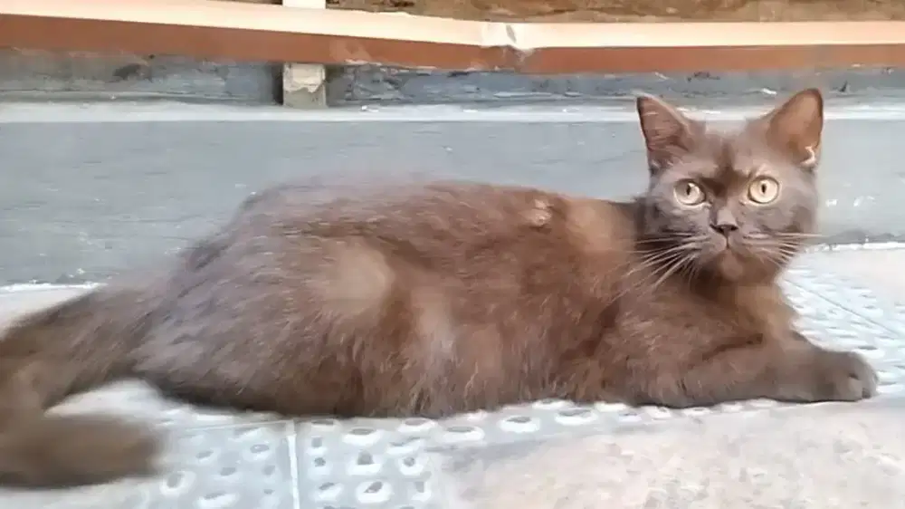 Bsh cinamon betina 10 bln