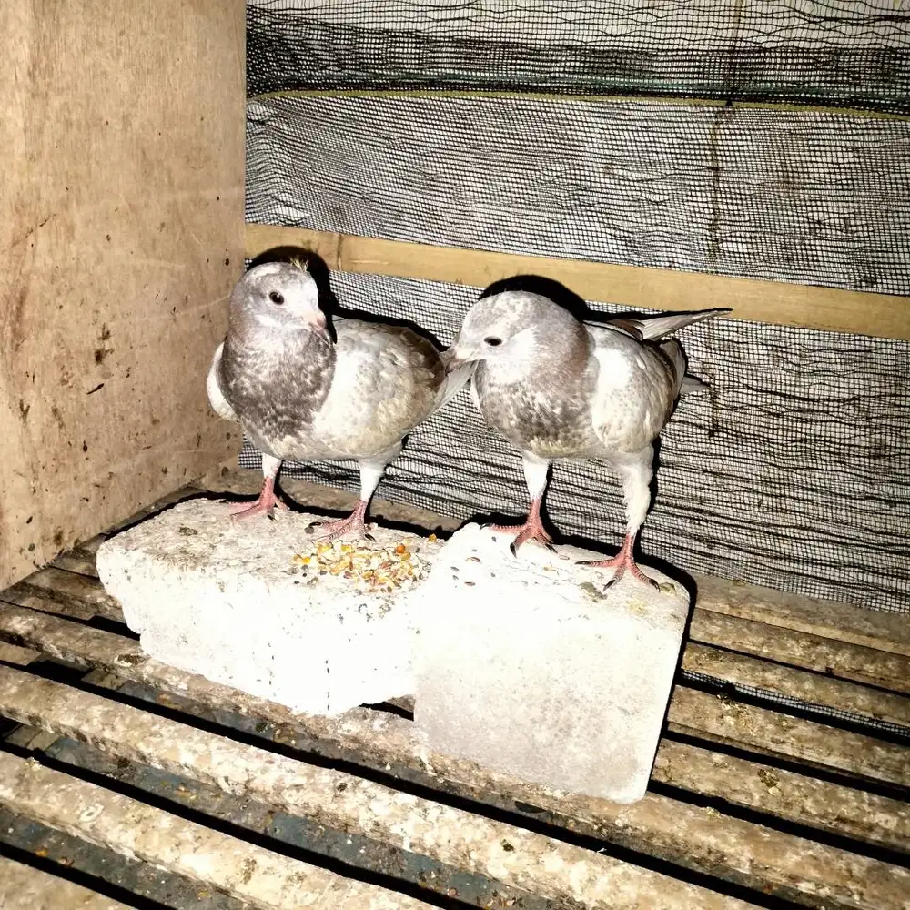 Burung merpati Rambon anakan, sepasang