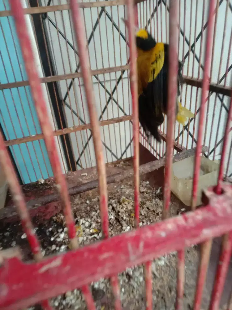 Jual burung kepodang bali