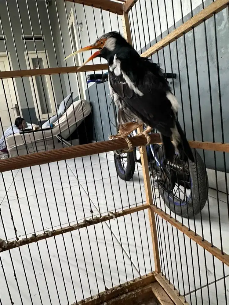 Jalak suren malaysia