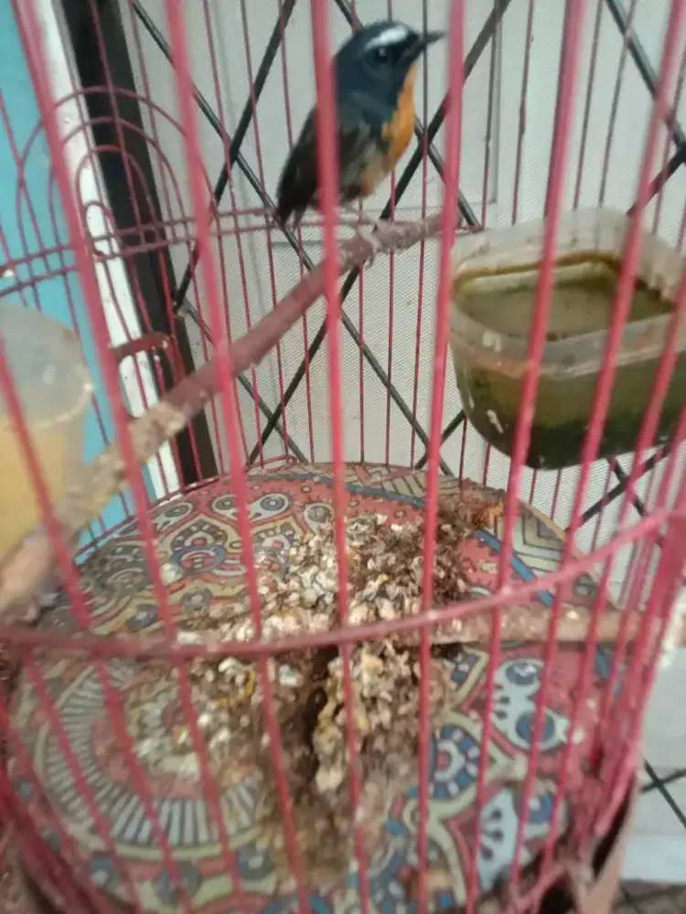 Jual burung tledekan mini