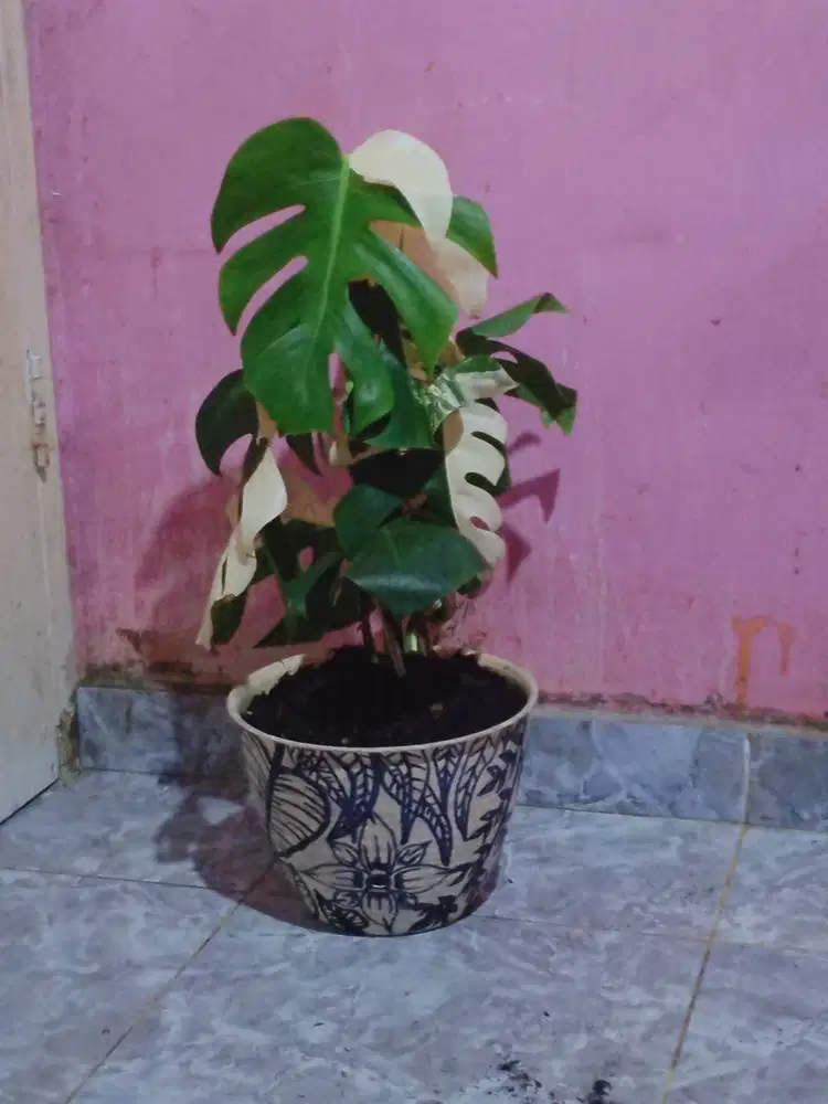 pohon monstera variegata