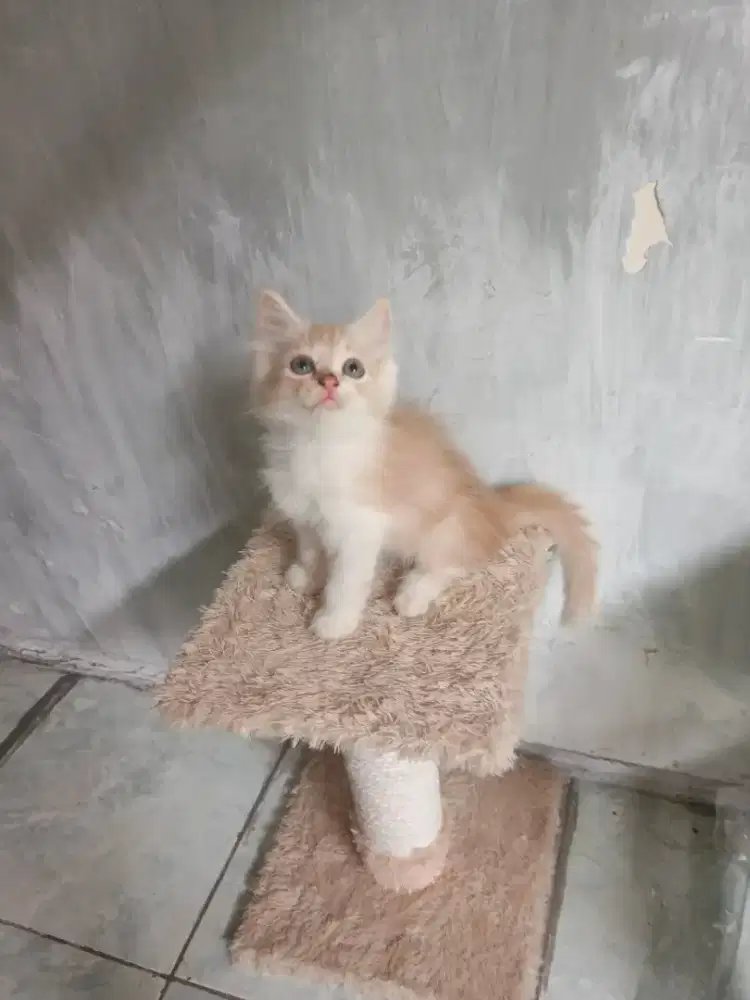 Persia jantan 2,5 bulan