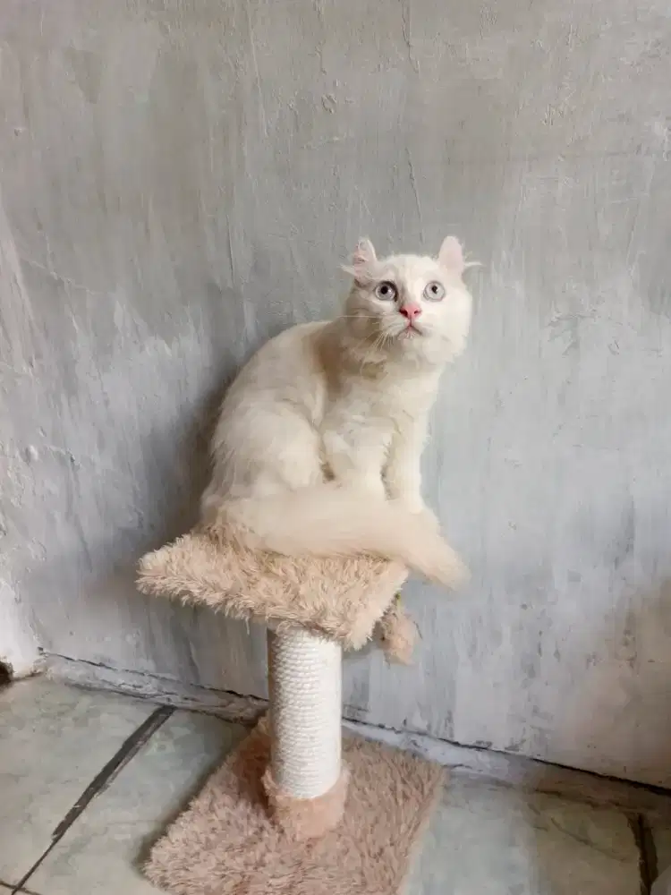 American curl jantan 5 bulan