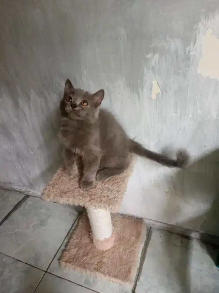 Kucing mix bsh jantan 3,5 bulan