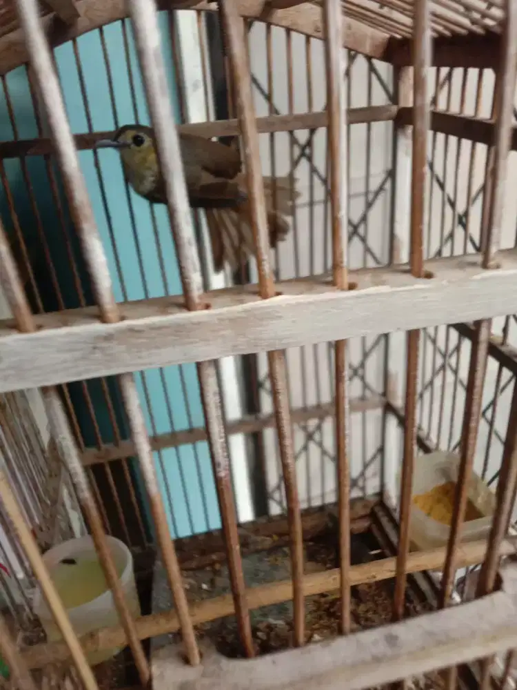 Jual buryng briji rambut tungkir