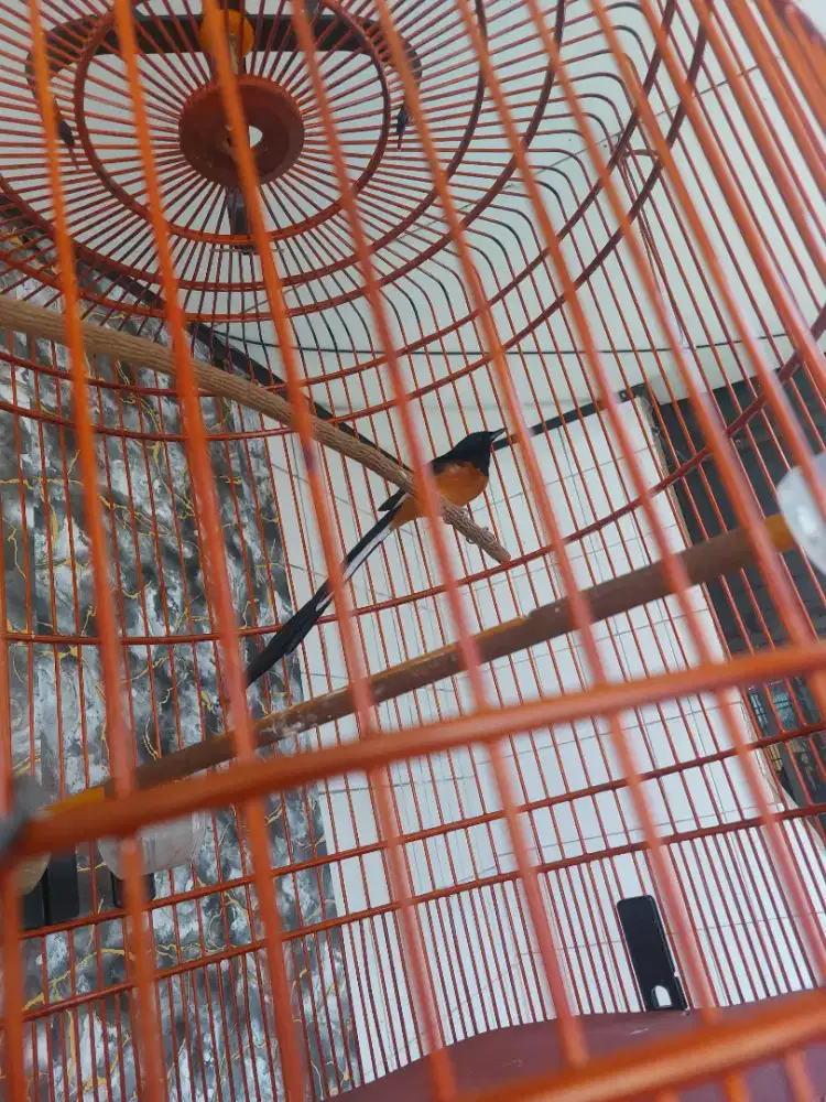 MURAI BARU MEDAN SUPER PE23