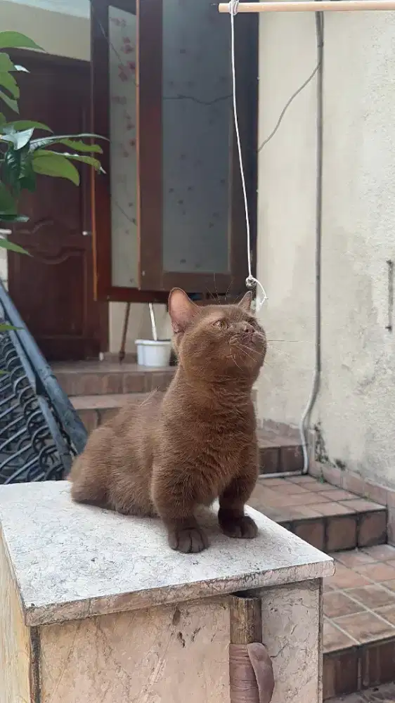 Kucing munchkin cinnamon/cebol bsh/kaki pendek british shorthair