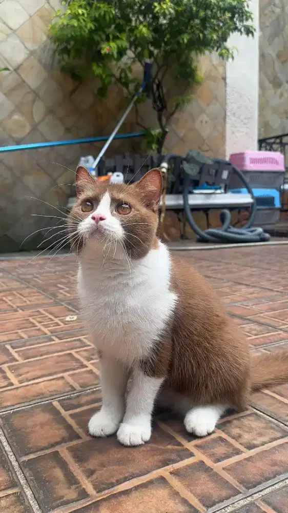 Kucing british shorthair bicolor cinnamon/kucing bsh brittish