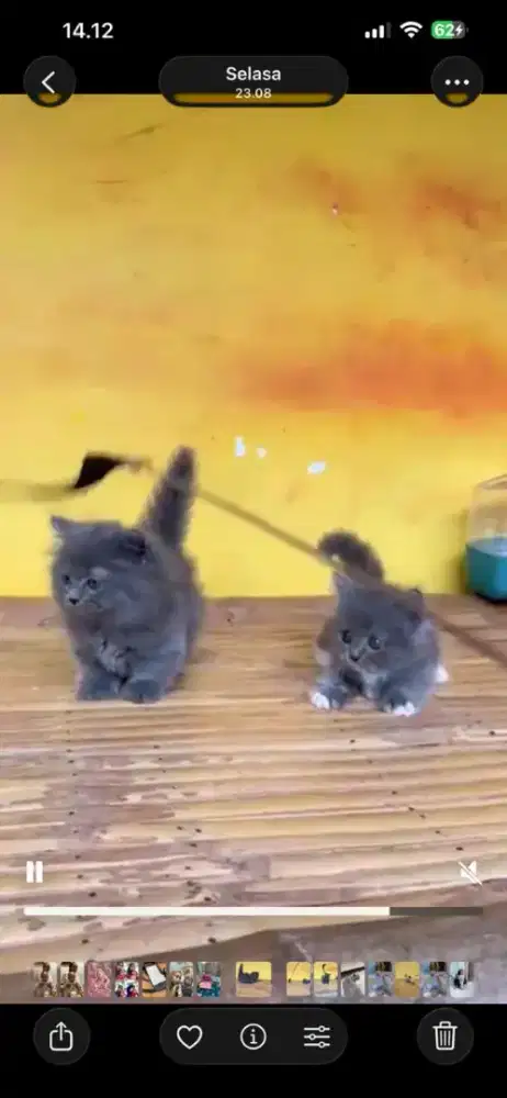 Kucing munchkin BLH/cebol british shorthair/kaki pendek brittish