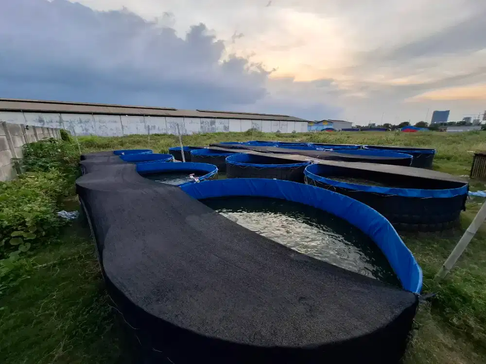 Kolam bulat diameter 3