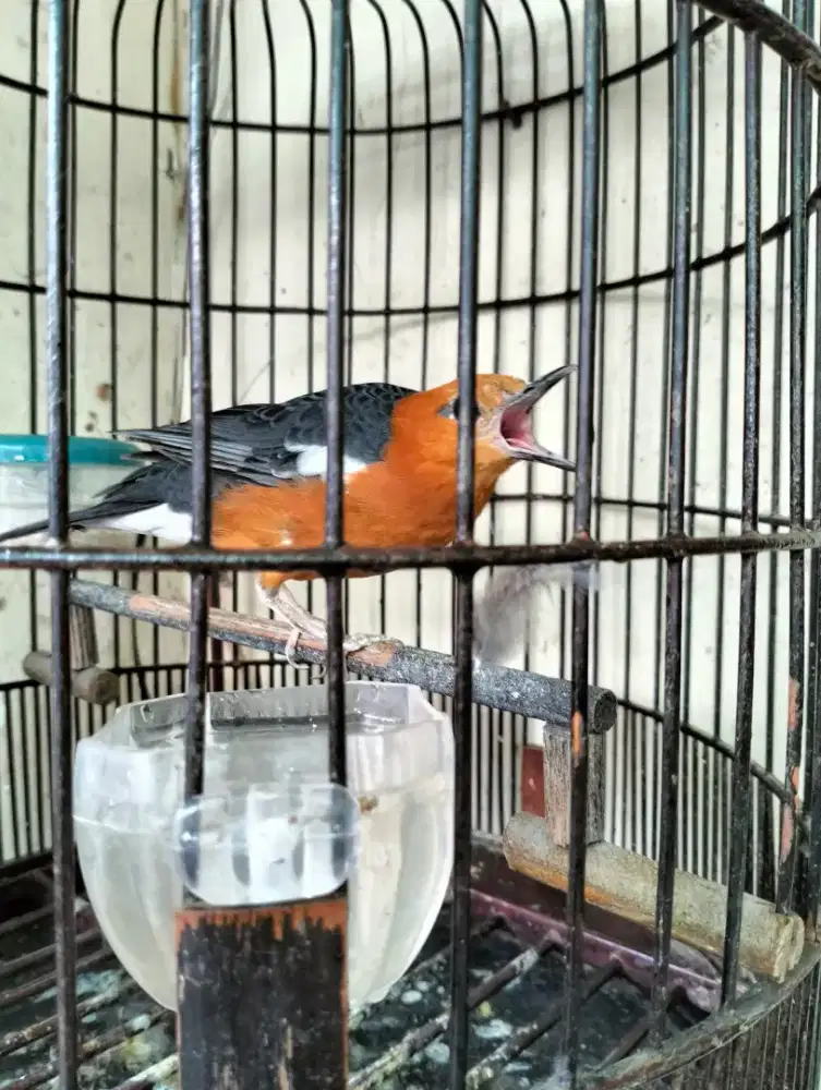 Anis Merah Body Besar - Jinak