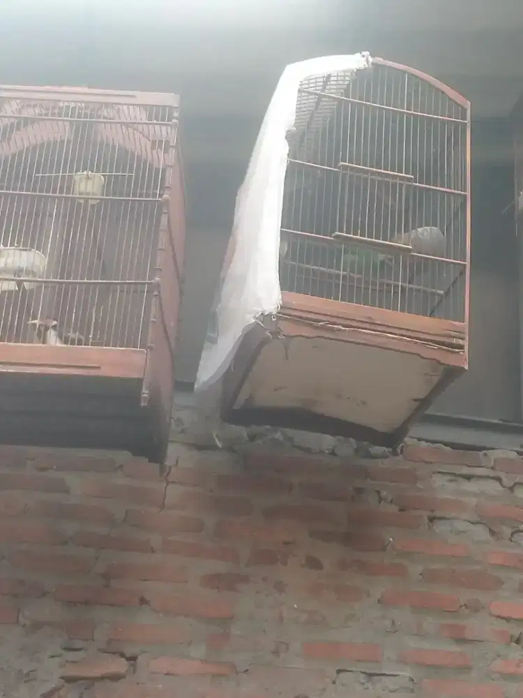 Jalak suren jantan mapan,gacor,utk masteran