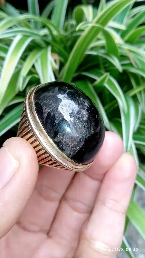 BULU MACAN LUMAJANG JUMBO