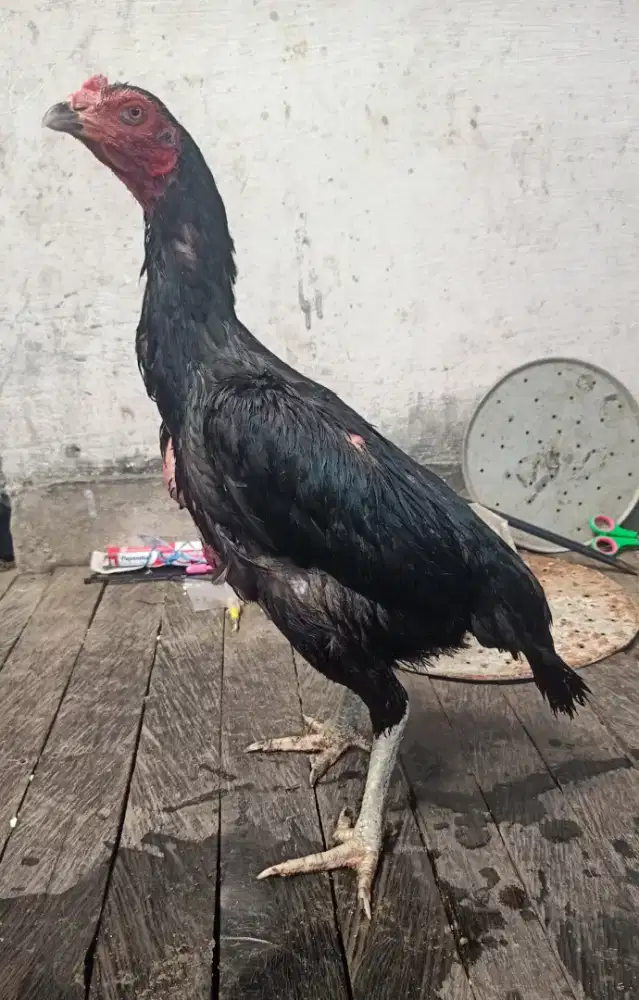 Ayam betina telur biru