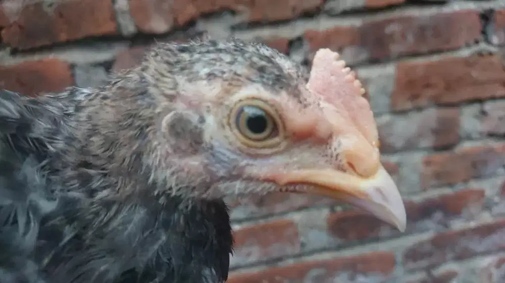 Bekisar Jali Umur 3 Bulan