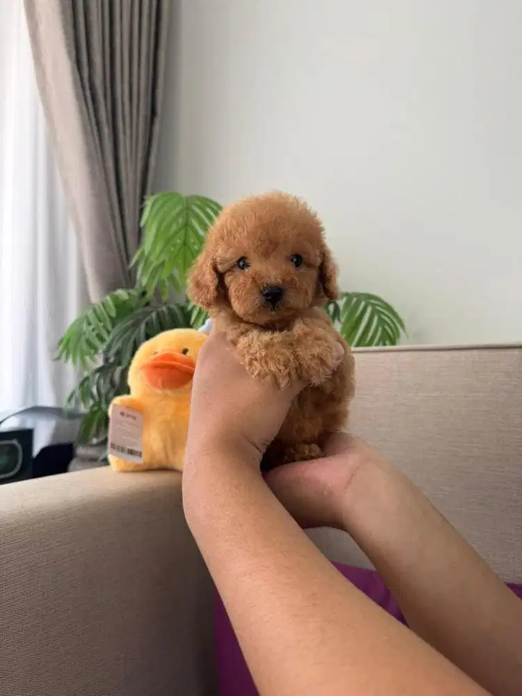 Tiny Toy Poodle Apricot, Silver, Red