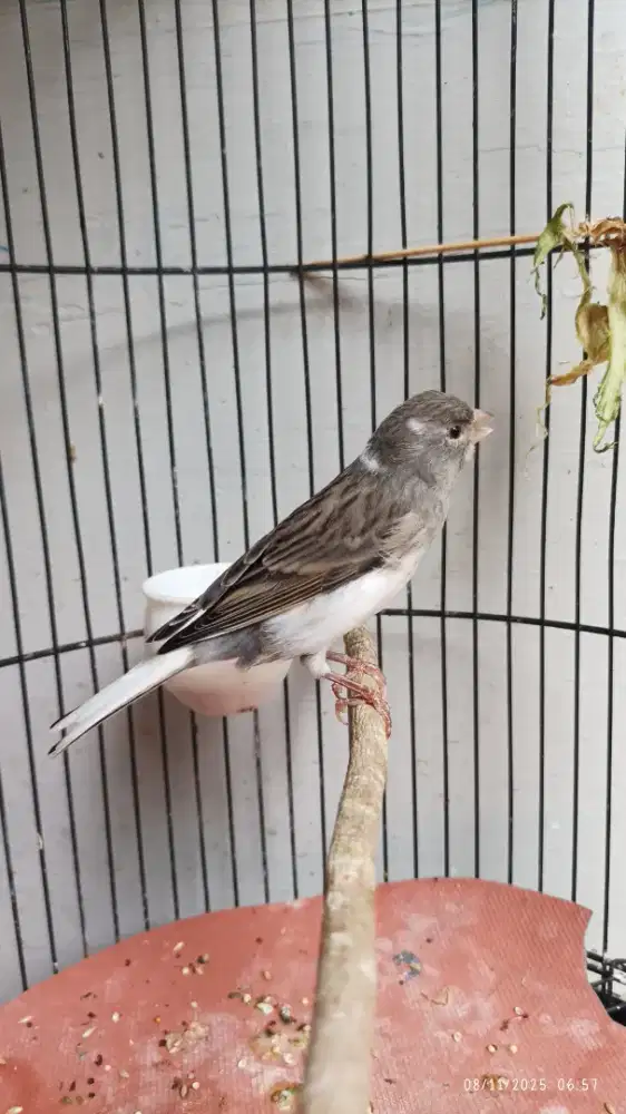 Kenari panda jantan ngriwik aktif no minus