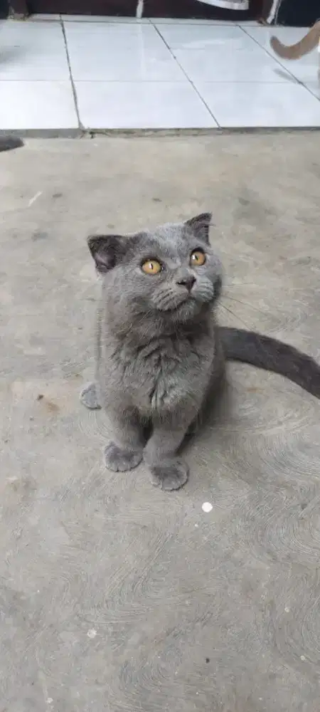 Kucing BSH scottish fold blue munchkin non standard jantan