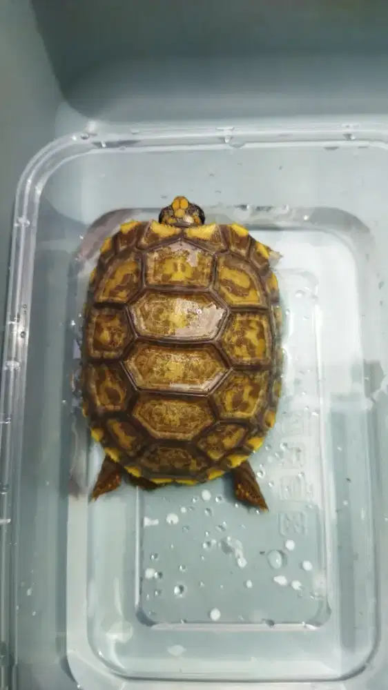 Kura Darat Sulcata YF