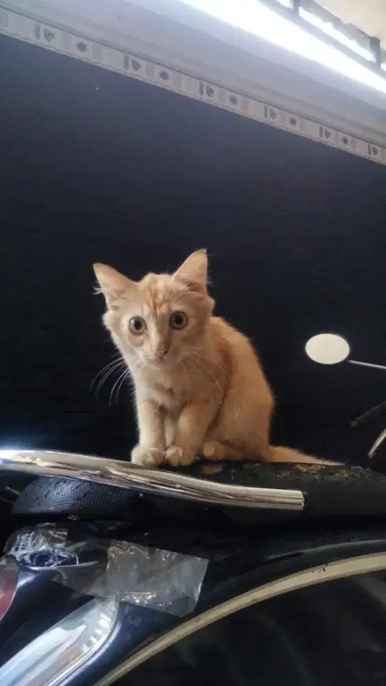 Lepas Adopt buat yg serius