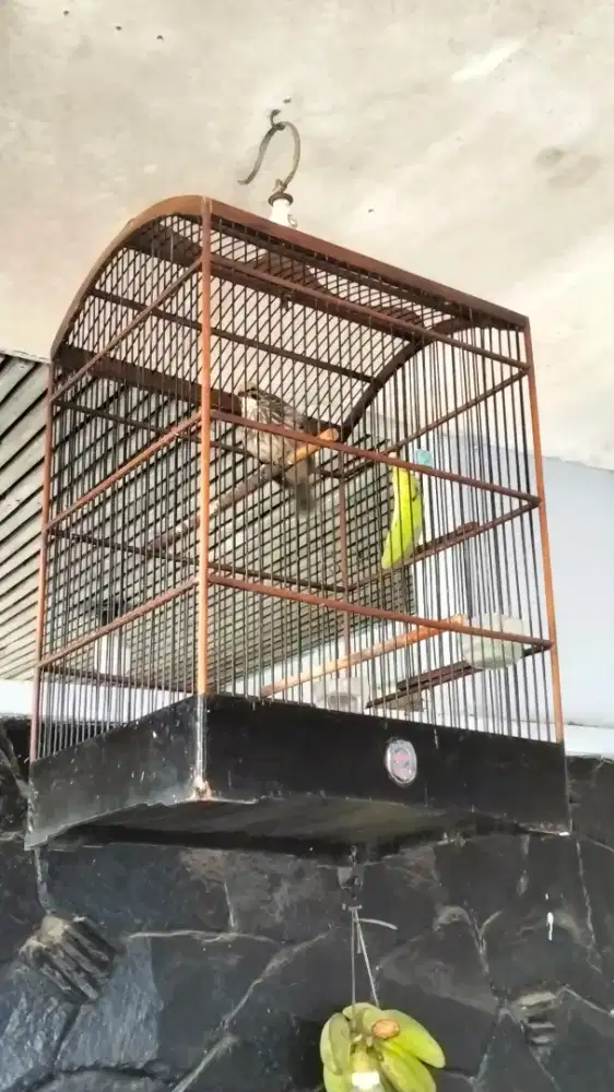 Cucak Rowo betina mapan