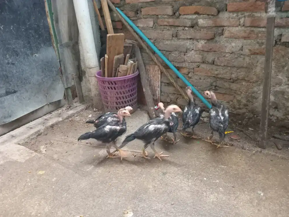 Anakan Ayam Bangkok Super