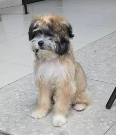 Dogy sesuai foto, bisa barter dgn  cihua2/tekel betina