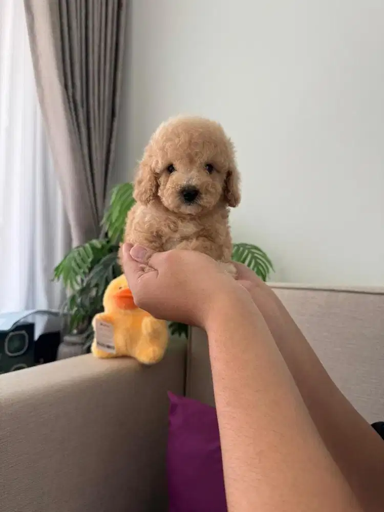 Tiny Toy Poodle Betina Jantan