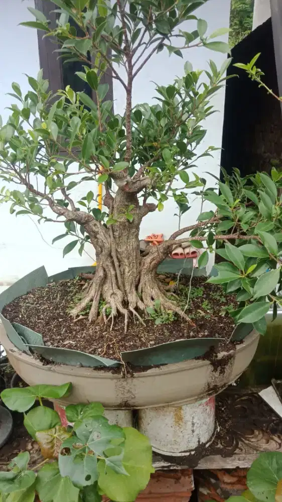 Bonsai kimeng Program Akar