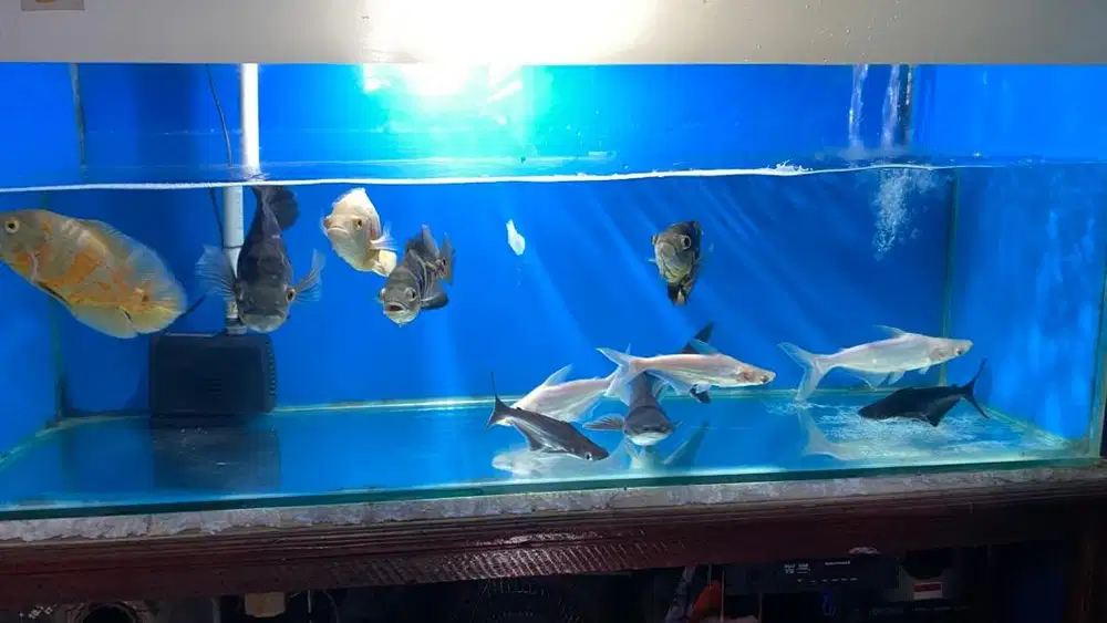 jual ikan oscar & fatin