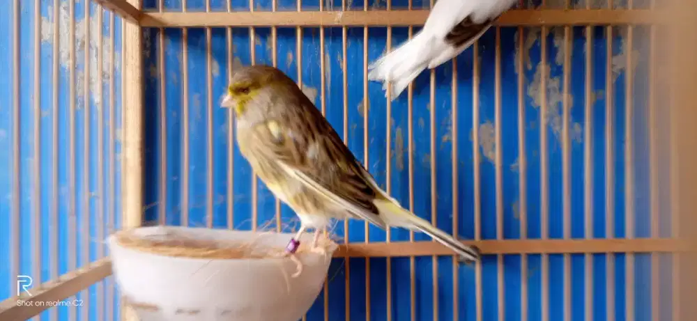 Kenari betina 2ekor 600rb