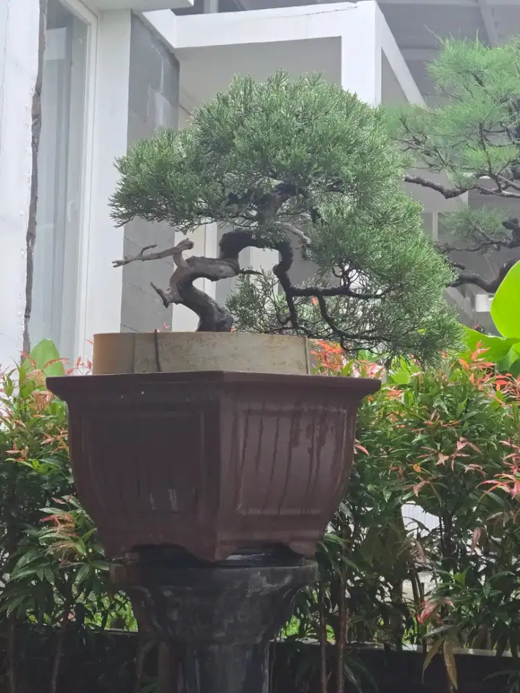 Bonsai cemara sinensis