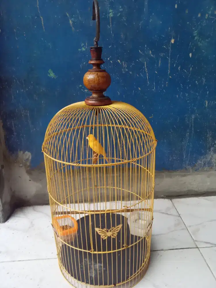 Burung kenari betina