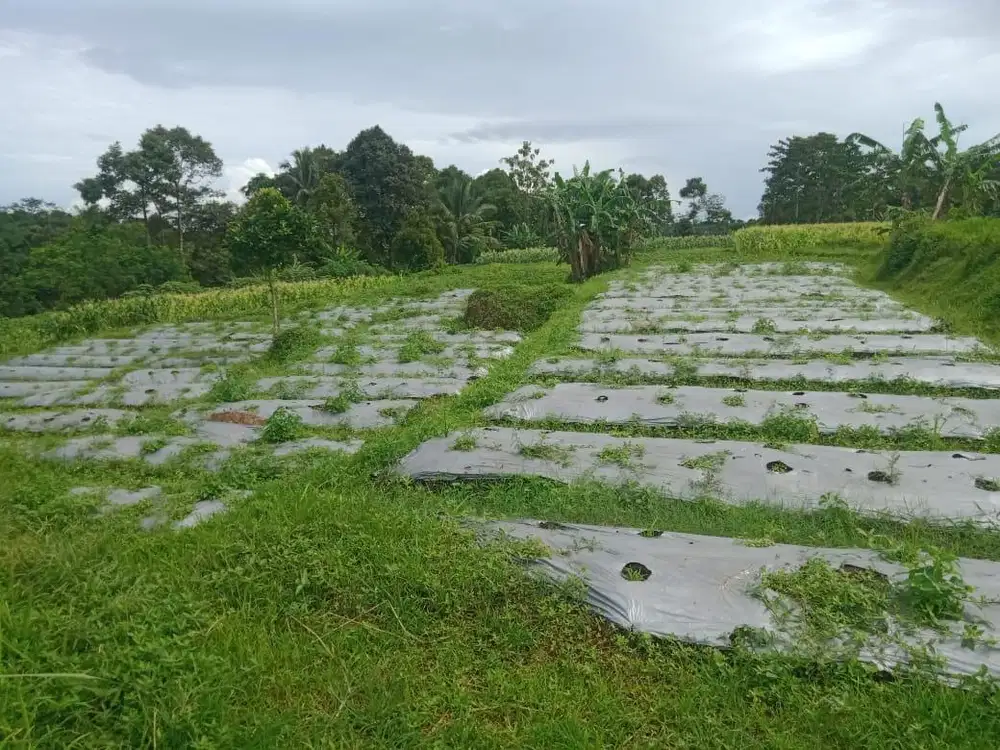 Lokasi Buat villa view gunung salak MDPl 650 dingin d pamijahan bogor