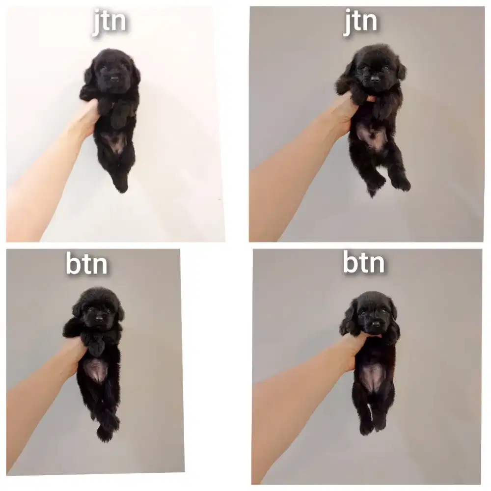 puppy poodle mix pomerian.pompoo. No php !!!