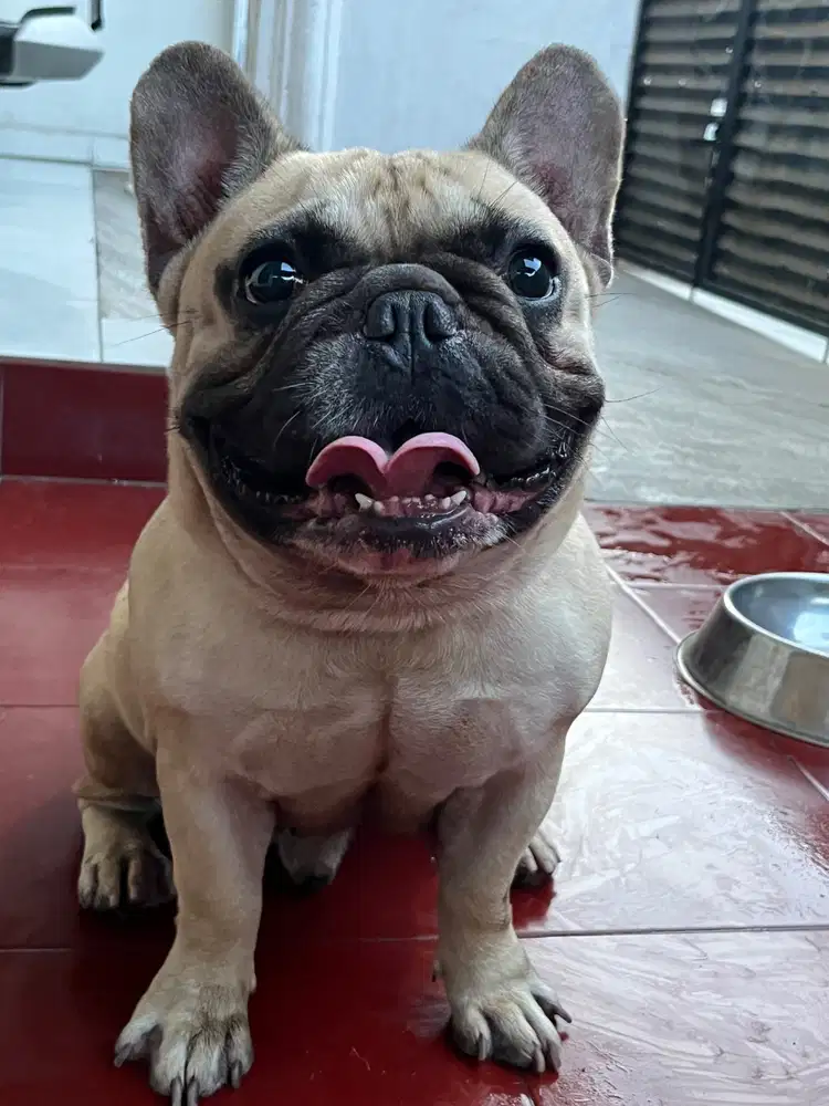 FRENCH BULLDOG FAWN MALE 3 TAHUN