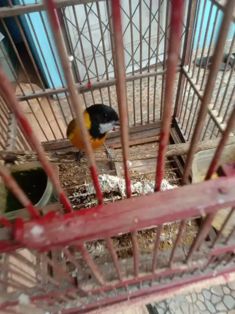 Jual burung bimoli