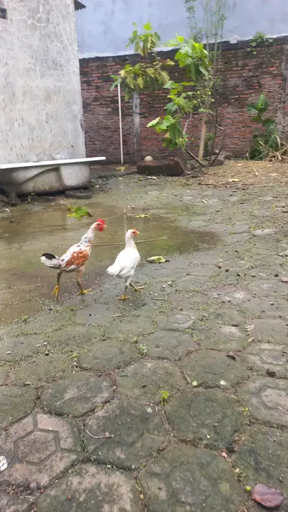Ayam ketawa jual ayam kampung potong