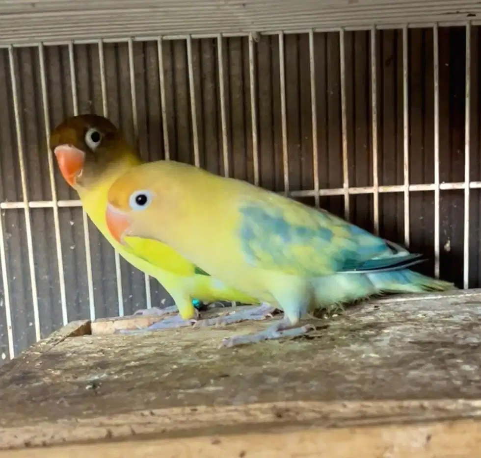 Lovebird indukan produk aktif